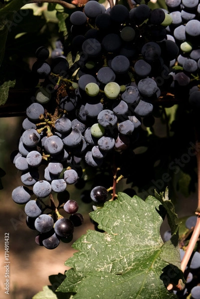 Fototapeta Ripe dark grapes hanging on the vine in sunlight, close-up view of fresh fruit in vineyard during harvest season