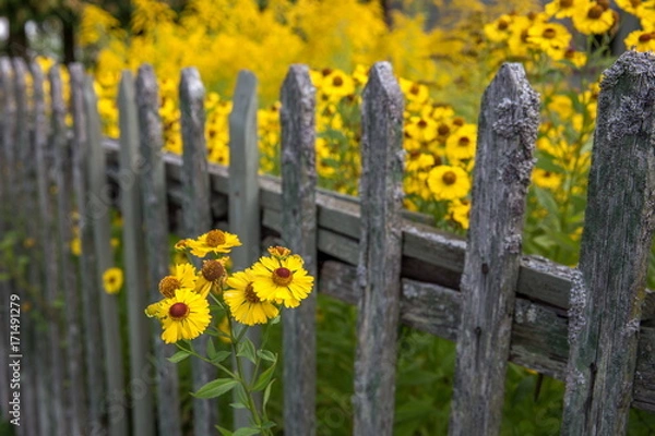 Fototapeta Helenium flower. Season autumn background