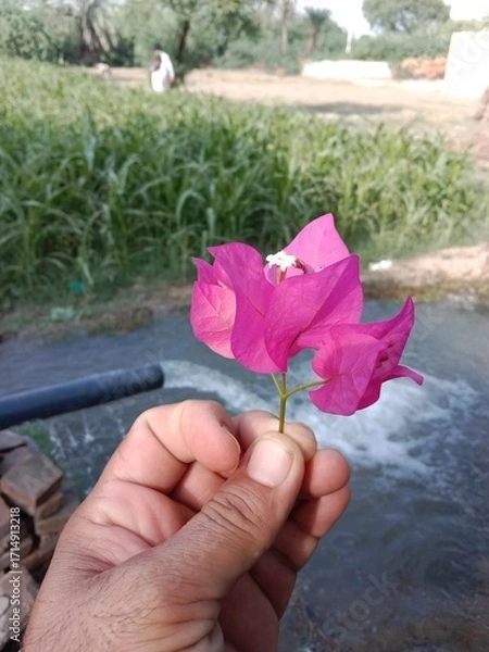 Fototapeta bougainvillea glabra choisy flower pattern with rain drops or lesser bougainvillea or paperflower with water drops 