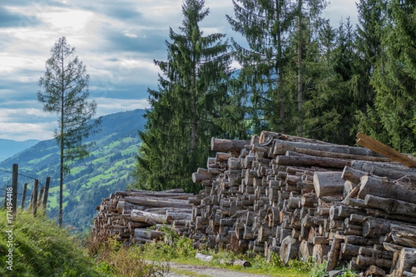 Obraz przepiłowane pnie drzew