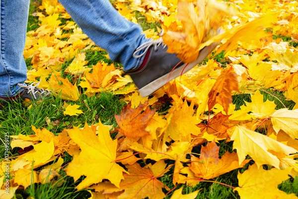 Fototapeta Foot in Motion Kicking pile of Autumn Fallen Leaves