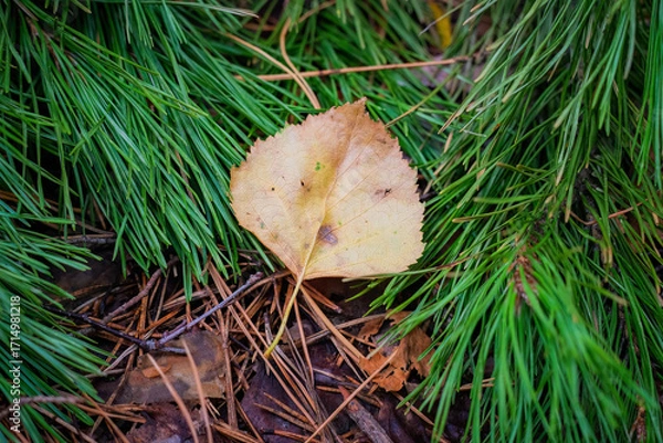Fototapeta Fallen Yellow Leaf Resting on Lush Pine Needles in Forest