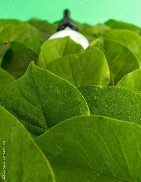 Fototapeta Green leaves surround a white object