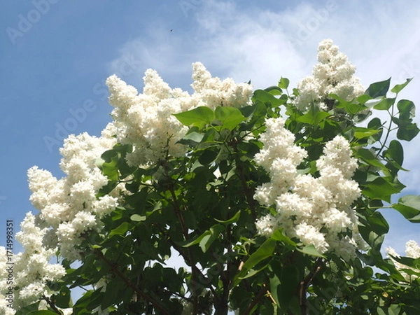 Fototapeta apple tree blossom
