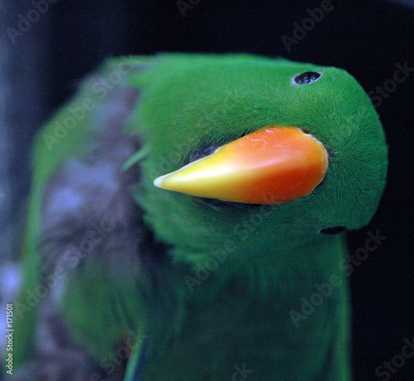 Fototapeta perroquet-parrot