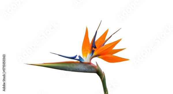 Fototapeta exotic flower isolated on white