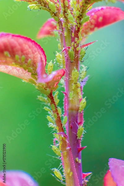 Fototapeta An infestation of aphids on a rose plant; macrophotography captured in a garden in the eastern Andean mountains of central Colombia, near the Iguaque natural reserve.