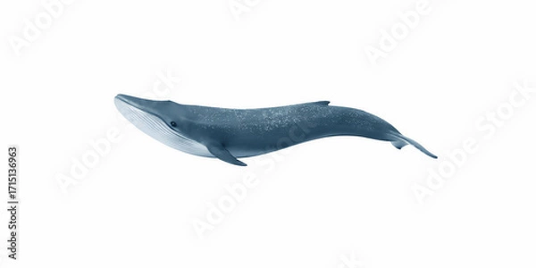 Fototapeta A majestic blue whale a magnificent creature of the ocean swims gracefully through the clear blue water showcasing its immense size and powerful form a true icon of marine biodiversity and a symbol of