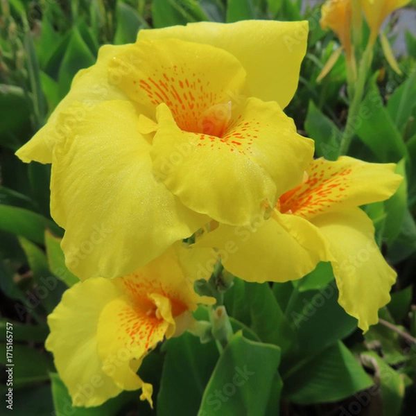 Fototapeta 日本で夏にカンナが黄色の花を咲かせています