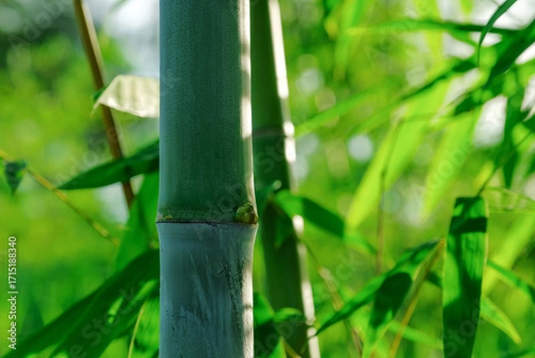Fototapeta Close-up view of a bamboo stalk with green leaves in natural sunlight.