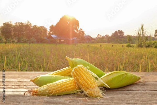 Fototapeta Fresh sweet corn cobs, with green husks and yellow kernels, are shown isolated and also on the stalk in an agricultural field
