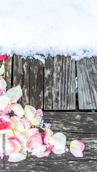 Fototapeta Petals Strewn Across Weathered Wood by Snowy Edge