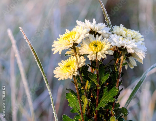 Fototapeta Shimmering Frost on Delicate Daisy Flowers in Early Morning Light