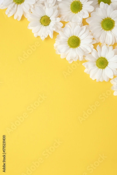 Fototapeta Daisy flowers on pastel yellow background. Vertical template for greeting card. Selective soft focus and copy space