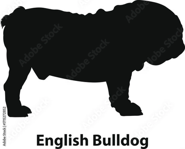 Fototapeta English Bulldog silhouette vector, stocky muscular companion profile with wrinkles, bold black shape, minimal flat style