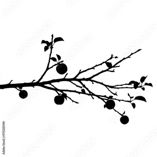 Fototapeta Apple tree branch with fruit silhouette isolated on white background