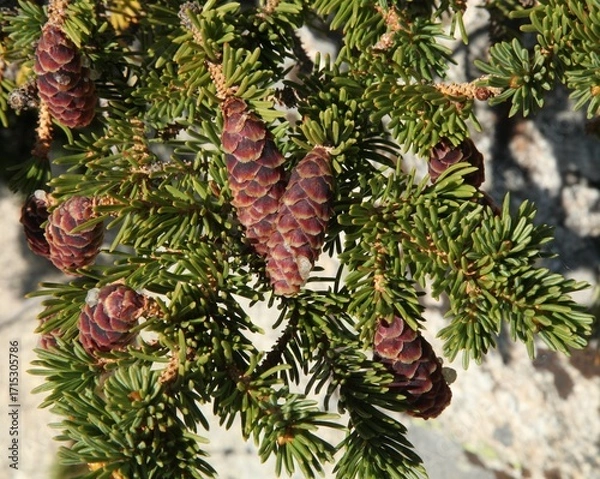 Fototapeta Engelmann Spruce (Picea engelmannii) cones in Beartooth Mountains, Montana