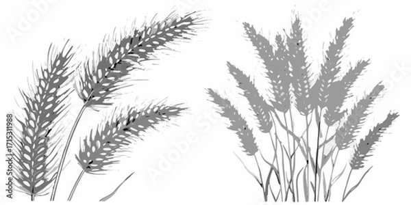 Fototapeta Two groups of wheat stalks are presented in monochrome with detailed textures and varying shades of gray | editable eps vectors silhouette