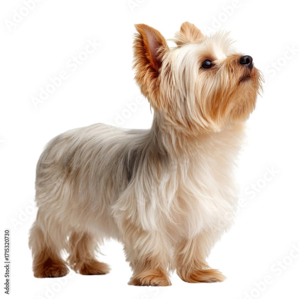 Fototapeta yorkshire terrier on white background