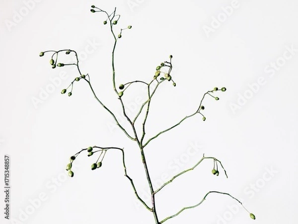 Obraz 花,実,野バラ,シンプル,切り取り