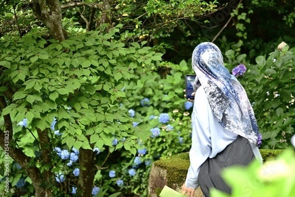 Obraz 雨が降る中、紫陽花寺で有名な月照寺を散策する観光客　松江市