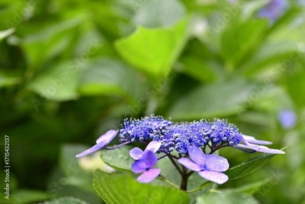 Obraz 紫陽花がきれいに咲き乱れる松江市月照寺の紫陽花