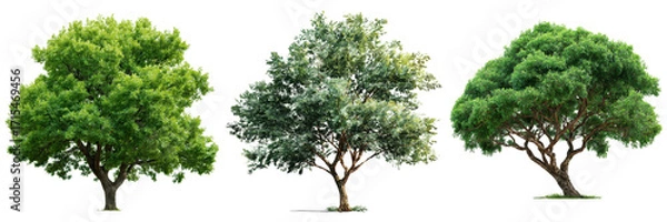 Fototapeta Three Distinct Trees Showcasing Various Leaf Colors and Textures