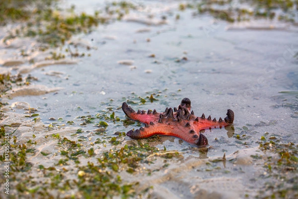 Fototapeta Red starfish feeds on sea grass. bright orange starfish Move slowly on the sand.
Starfish live along the sea grass. When the tide is low, the starfish will be stuck on the seashore.