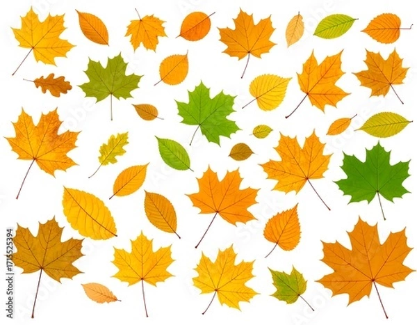 Fototapeta Colorful assortment of autumn leaves against a white background, showcasing a variety of shapes and hues.