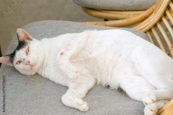 Fototapeta A domestic white and black cat lying on a chair in a relaxed position