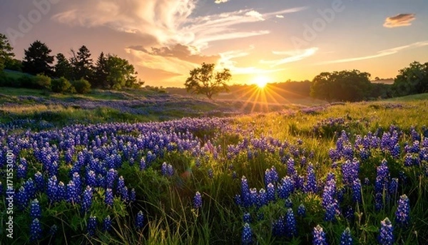 Fototapeta A vast expanse of wildflowers in vibrant hues of blue and purple, bathed in the golden light of a stunning sunset.