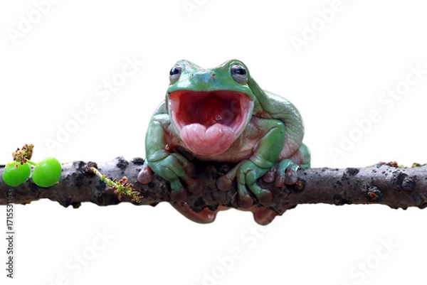Fototapeta Dumpy frog "litoria caerulea"  shadding on branch, Dumpy frog "litoria caerulea" look like laughing on branch