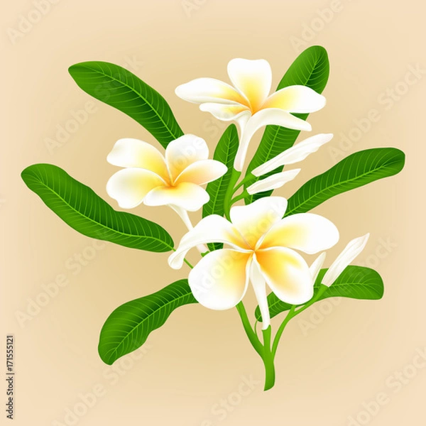 Obraz White plumeria flower (Frangiapani), vector illustration.