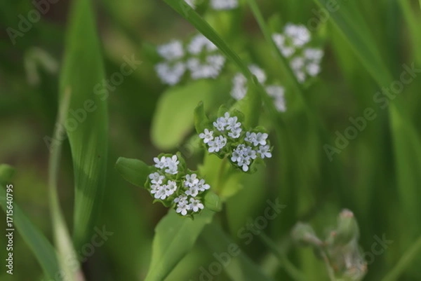 Obraz 日本の春の野原に咲く凄く小さなノヂシャの白い花
