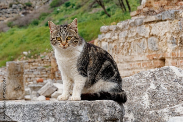 Obraz 遺跡に住む猫