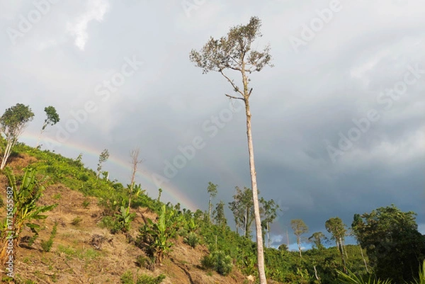 Fototapeta Beautiful hillside landscape with banana trees, tall solitary tree, and rainbow in the cloudy sky.