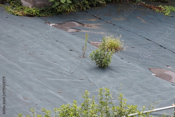 Fototapeta 防草シートを突き破って雑草が生える