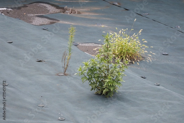 Fototapeta 防草シートを突き破って雑草が生える