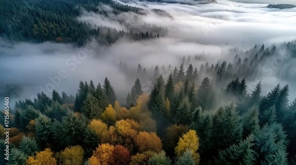 Fototapeta Enchanting Aerial View of Misty Evergreen Forest with Autumn Foliage in Soft Morning Light
