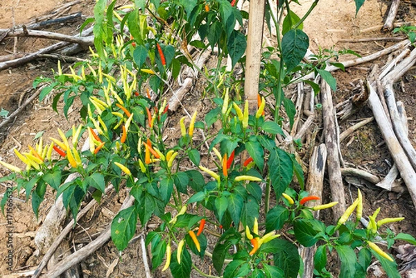 Fototapeta This image shows a chili plantation on a hillside farm, where chili plants are growing abundantly with both green and red peppers visible.