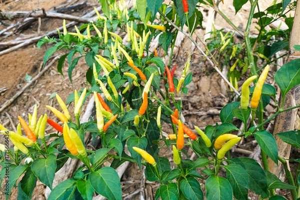 Fototapeta This image shows a chili plantation on a hillside farm, where chili plants are growing abundantly with both green and red peppers visible.