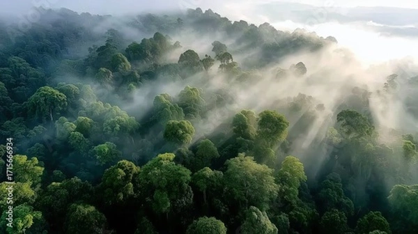 Fototapeta Majestic Green Forest Surrounded by Mist with Sunlight Rays Breaking Through the Canopy