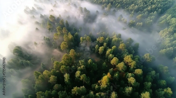Fototapeta Serene Aerial View of Lush Green Forests Enveloped in Dreamy Morning Fog