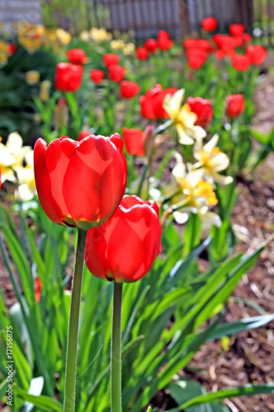 Obraz tulip