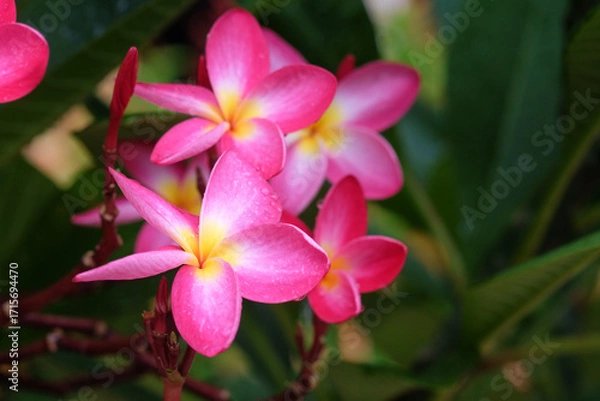 Fototapeta Pink frangipani flowers with water droplets on petals