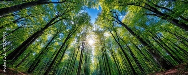 Fototapeta Trees in forest rising toward blue sky concept. Vibrant forest canopy with sunlight filtering through greenery.
