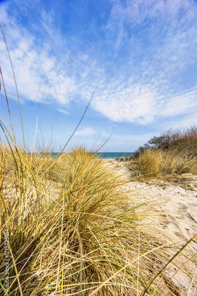 Obraz sand dunes and grass