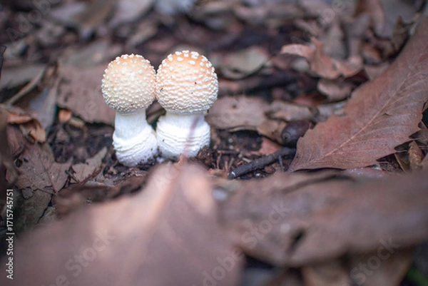 Fototapeta きのこ