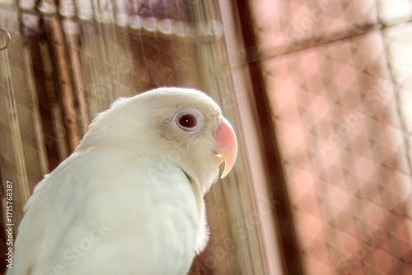 Fototapeta This close-up image captures the profile of a white parrot, possibly a parakeet or lovebird, perched inside its cage.