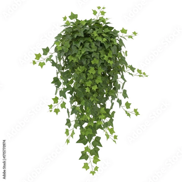 Obraz Lush green hanging ivy plant with cascading vines isolated on transparent background